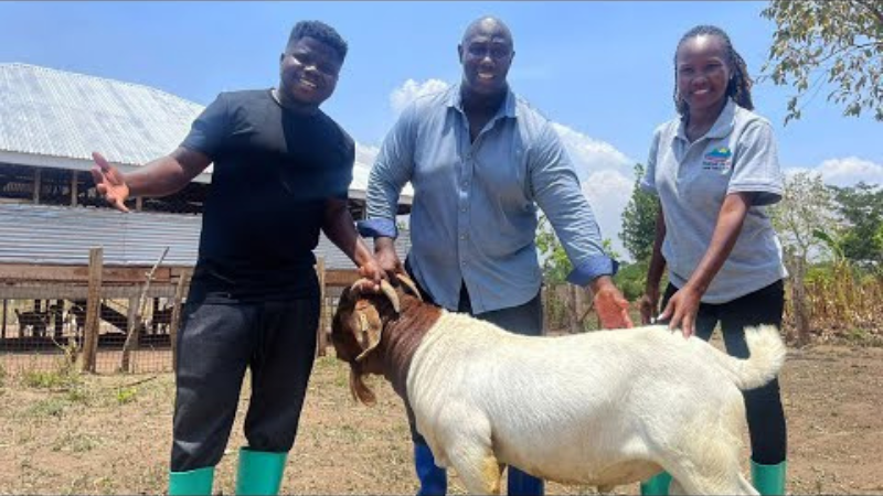 Savannah Bounty: A Ugandan Tale of Profitable Pig and Goat Farming.